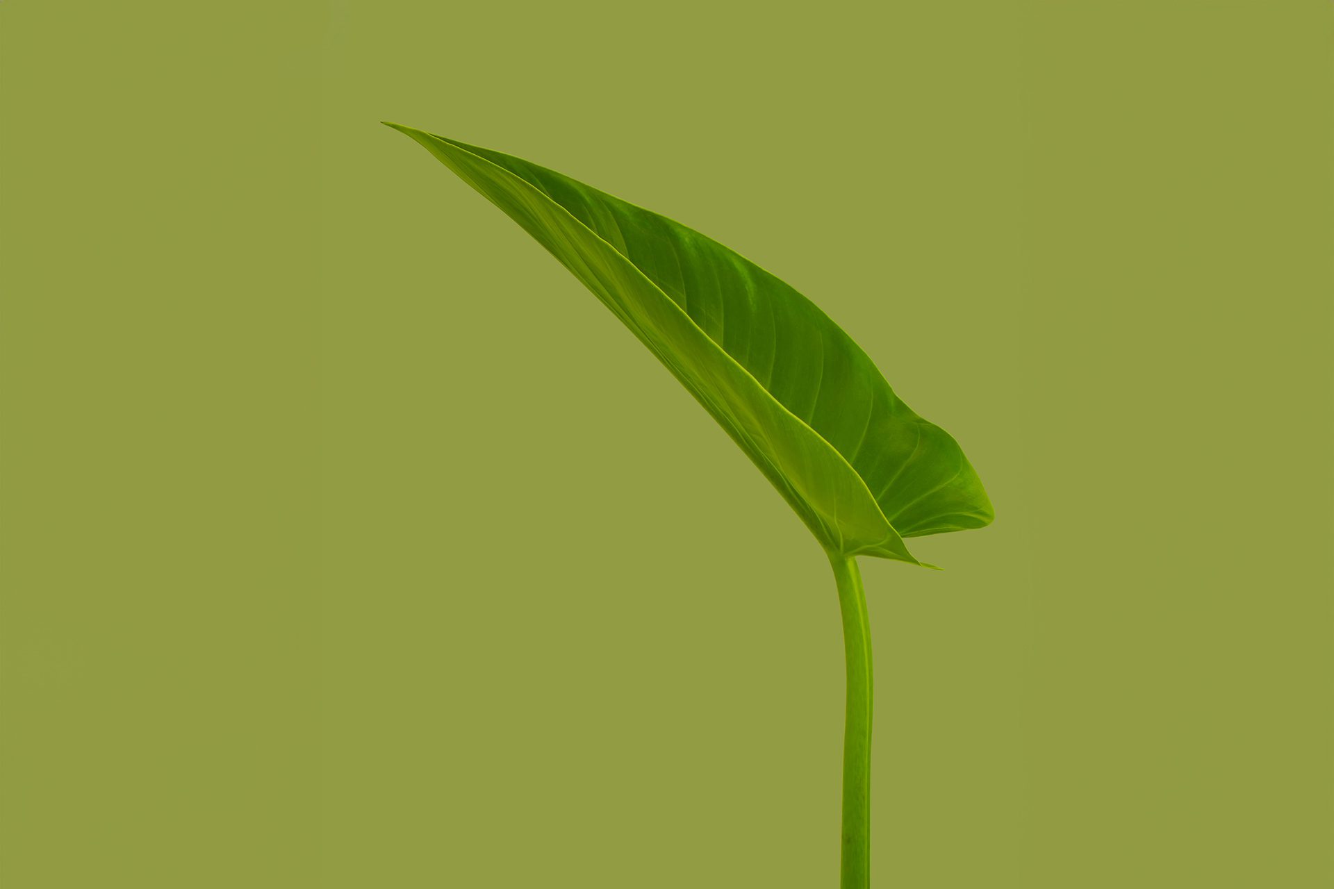 Vihreä väri markkinoinnissa